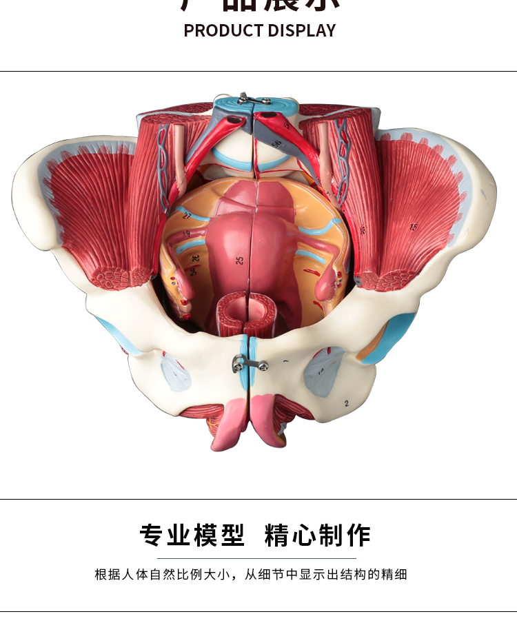 女性人体骨盆附生殖器官血管神经肌肉解剖分娩演示教学盆底肌模型11