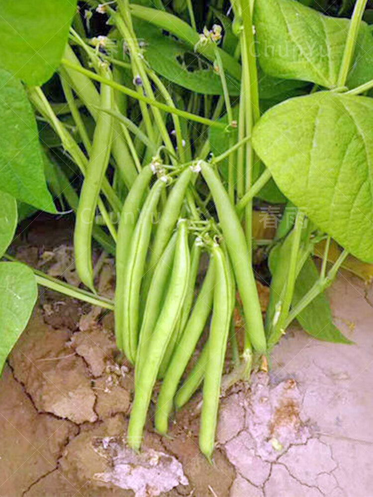 无架豆角种美国四季豆种籽豇豆种孑种子春季蔬菜地豆不搭架田园 地