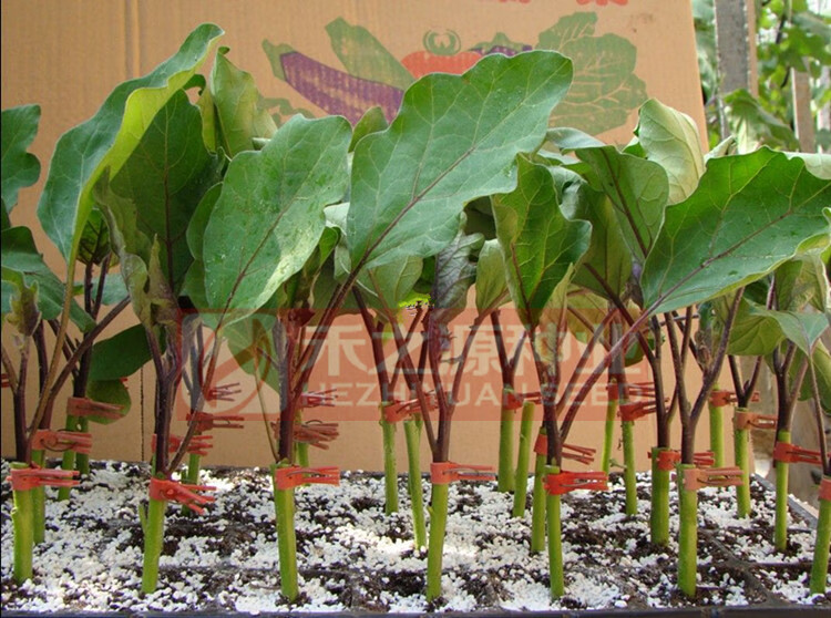 托鲁巴姆种子茄子嫁接专用砧木种子春夏秋冬季散装种孑八目大棚籽 托