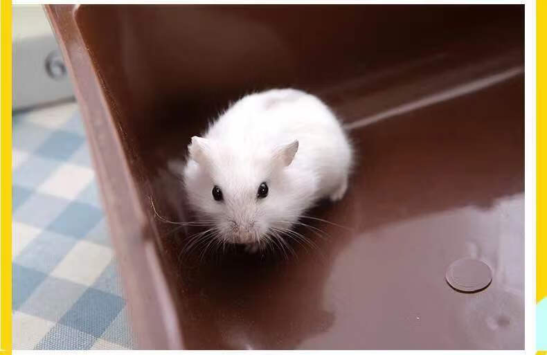 小仓鼠活体银狐布丁三线金丝熊仓鼠宠物一只仓鼠宝宝幼崽包活一对