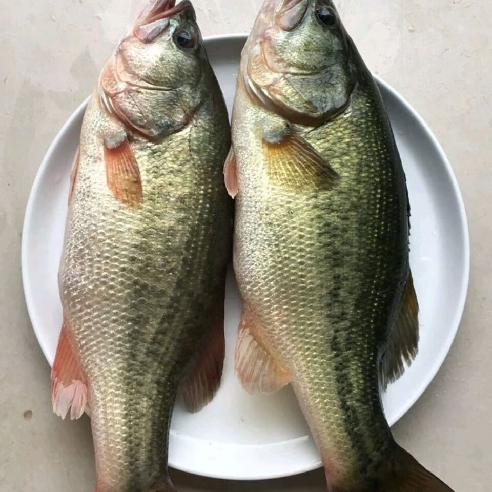 淡水鲈鱼鲜活鲈鱼新鲜鲈鱼淡水鱼9两1斤条4条