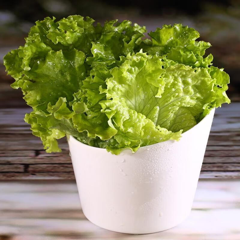生菜种子四季播种奶油生菜玻璃生菜阳台庭院盆栽种植秋冬蔬菜种子