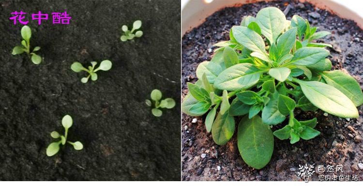 草莊 重瓣垂吊矮牽牛花種子 矮花籽適合冬天種的花種 四季播種室內