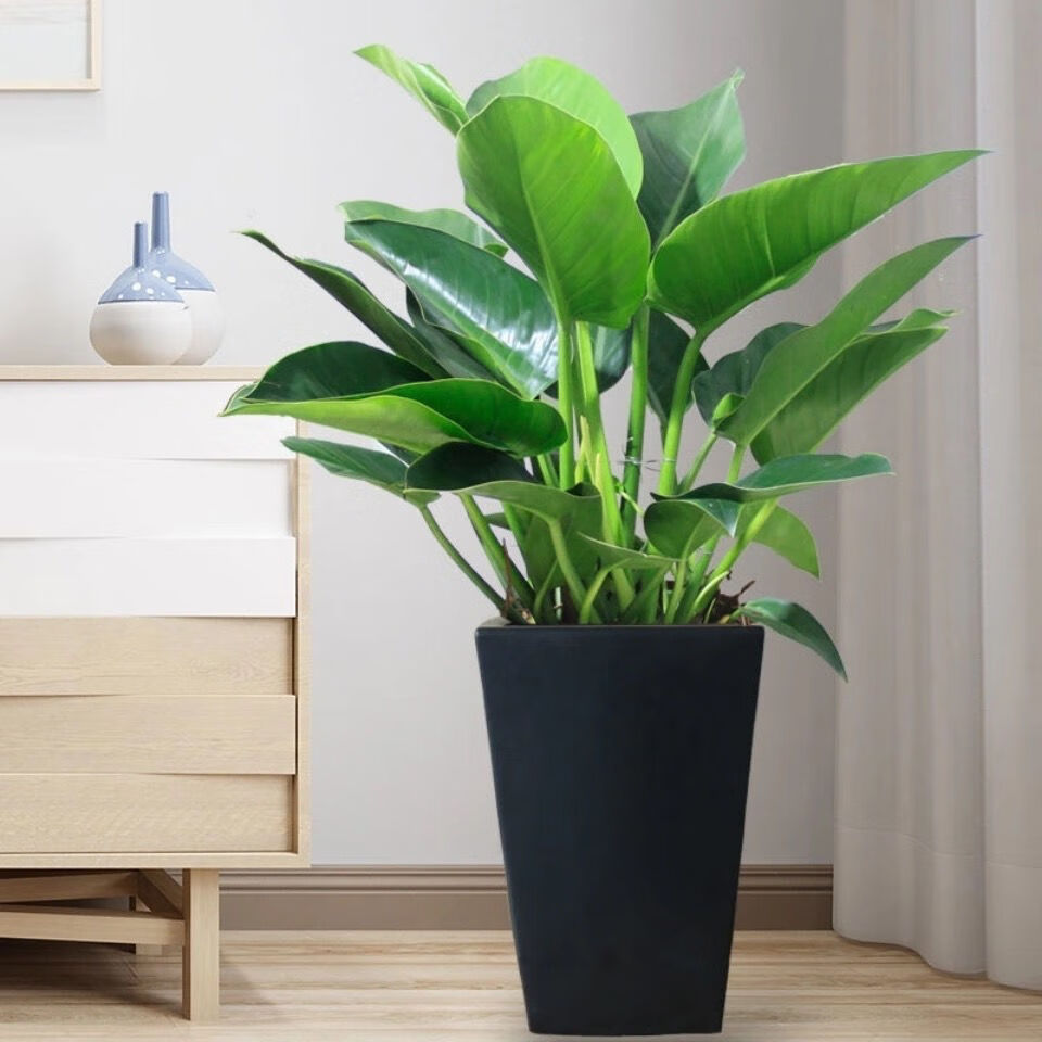 曌阁大叶金钻四季常青室内绿植客厅桌面盆栽好养植物花卉dd不含盆金钻