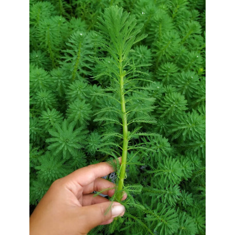 【京东推荐】蜈蚣草耐低温懒人真水草鱼缸造景装饰净水植物绿菊金鱼藻