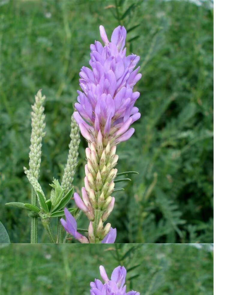 沙打旺种子多年生牧草种子防沙固土护坡草耐寒耐旱盐碱草籽花乡邻里 