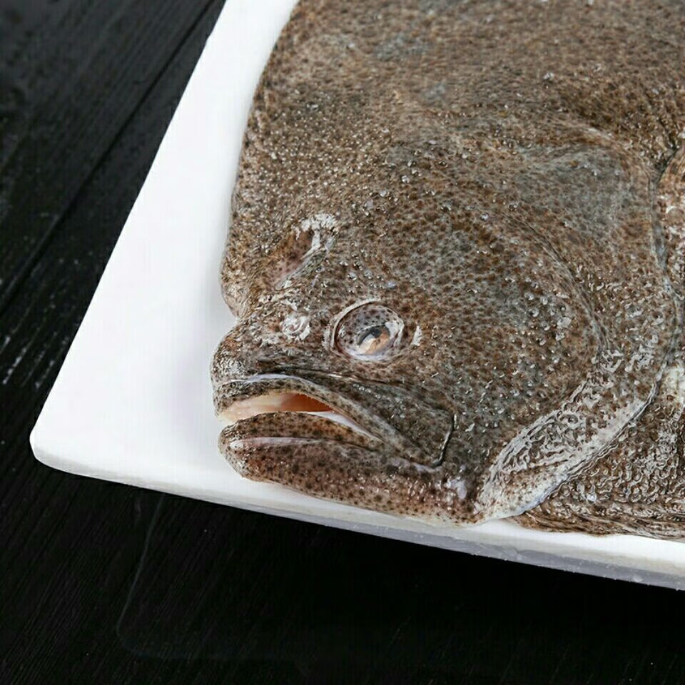 多宝鱼鲜活冷冻比目鱼新鲜偏口鱼海鲜水产鱼类生鲜科德雅菲8两到1斤