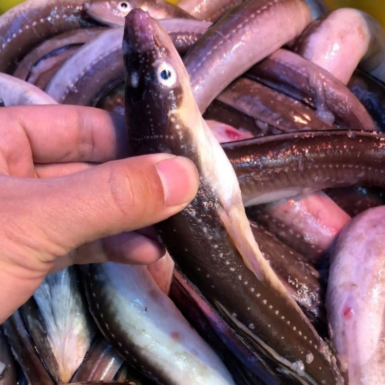 静境 海鳗鱼鲜活整条白鳝白鳗鳗鱼 新鲜鳗鱼2斤/条【2斤装】