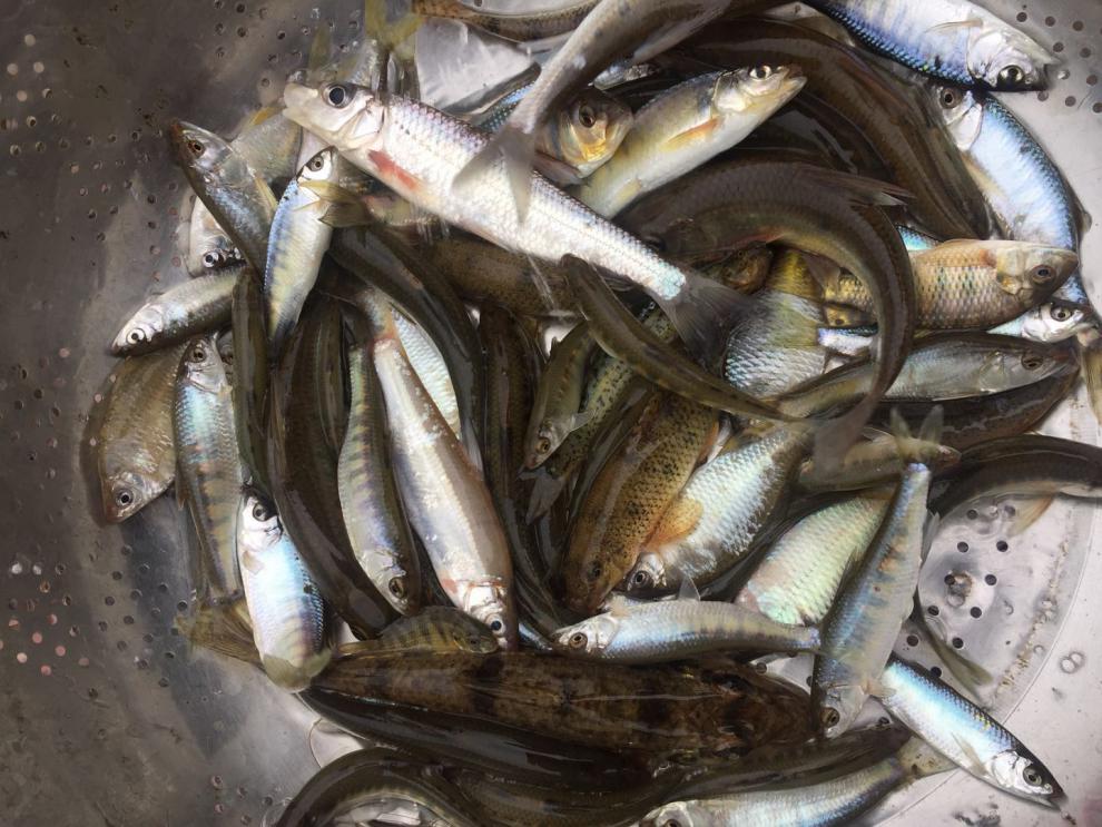 lism东江小河鱼河杂鱼河鲜小溪鱼山坑鱼味鲜原生态万绿湖3斤一份