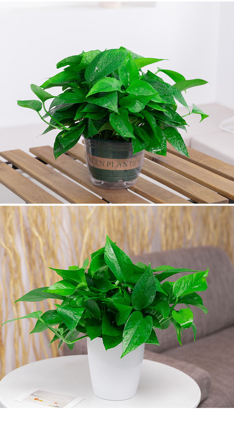 绿萝盆栽室内好养客厅绿植花卉水培植物大叶长藤绿箩批发 180绿加仑