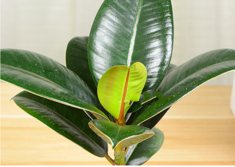 黑金刚绿金刚橡皮树花金刚美国榕小盆栽绿植花卉办公桌桌面植物 简易