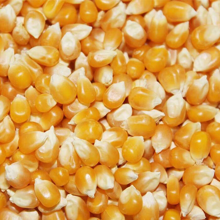 花姬蔬菜种新货爆裂玉米种子可食用早熟味道鲜美 半斤(250克)