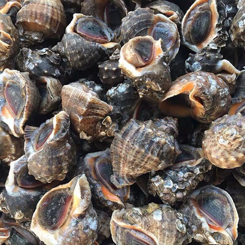 鲜活海螺现挖现发大中小超肥新鲜海螺鲜活海鲜水产螺类一斤78个左右