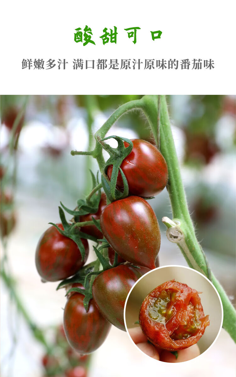 紫千禧紫圣女果种子小番茄苗花蕃茄种籽超甜阳台四季盆栽苗孑苗秧 紫