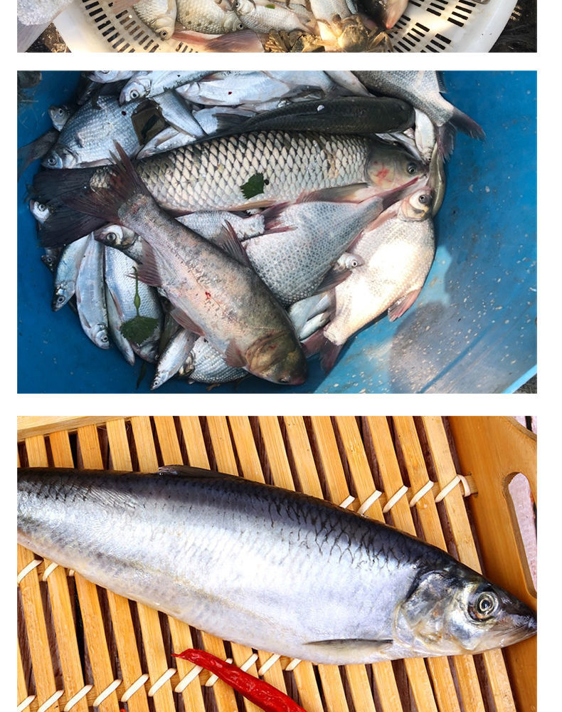 青岛大青鱼批发冰鲜海捕冷冻海鲜深海鱼类水产青岛大青鱼无冰拒绝买冰