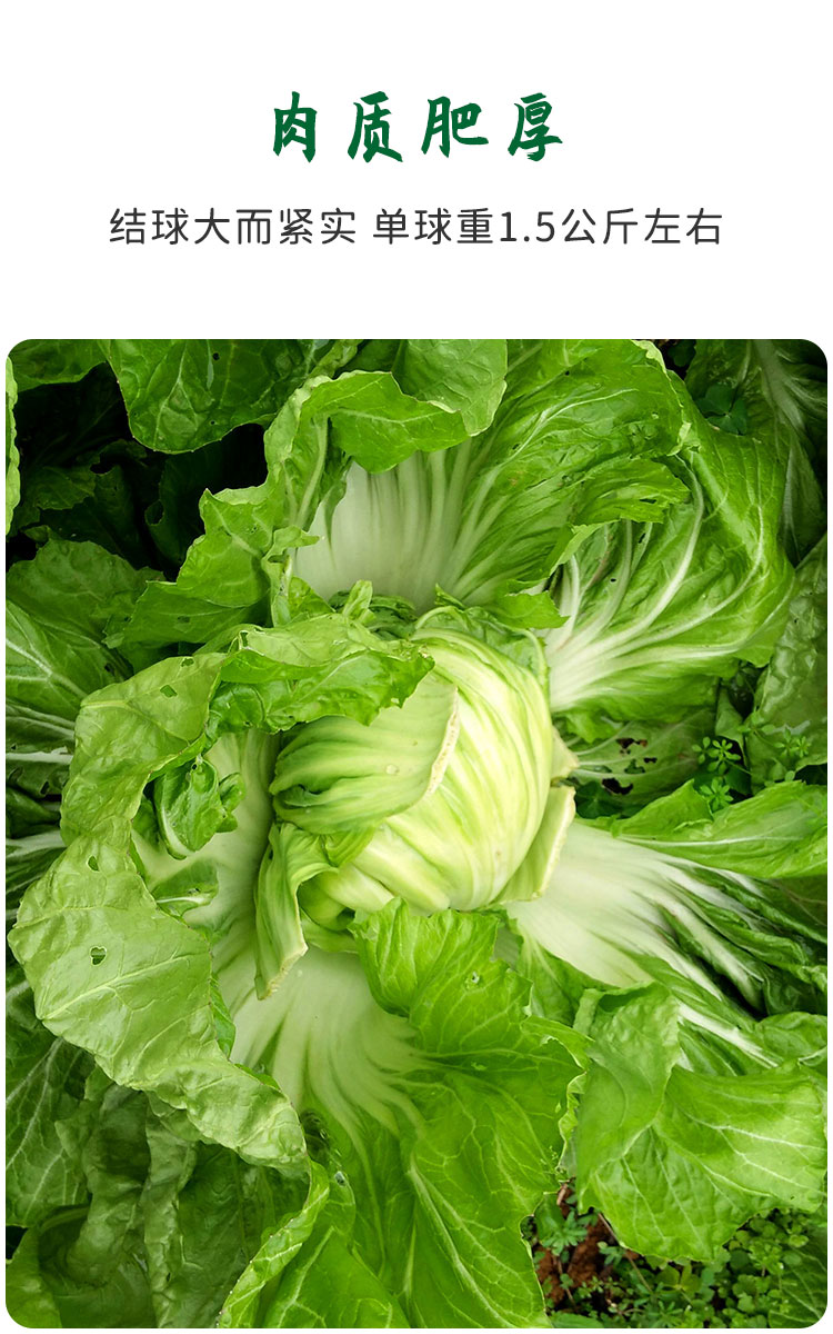 大肉包心芥菜种子大叶四季播高产阳台大田春季秋季蔬菜种籽孑 利农大