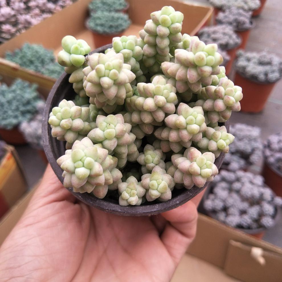 玉坠玉缀老桩群生彩虹玉坠多肉植物带盆发货 玉坠6.