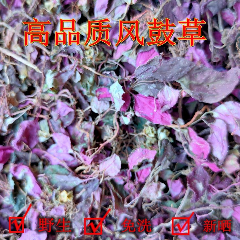 风柜斗草野生干品风鼓草风骨草风谷草楮头红新鲜干货泡水炖汤 100克