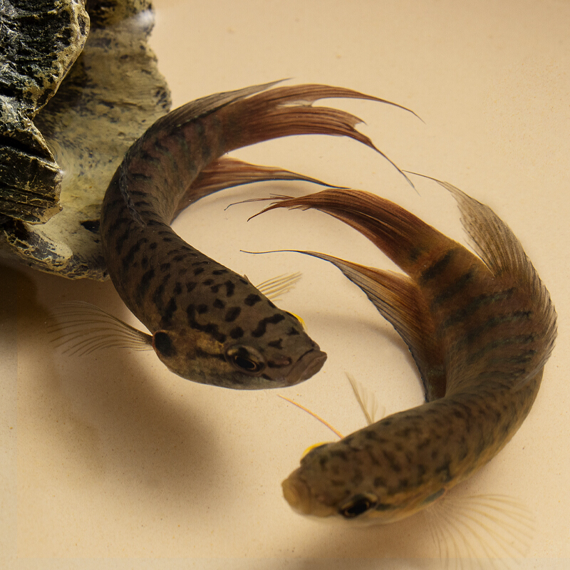 【京东推荐】活体叉尾生原生活鱼普叉好养易活淡水冷水小鱼活观赏鱼