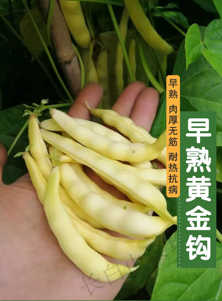 博卉早熟黄金钩架豆种子东北油豆角种子红金钩架豆勾勾黄架豆角种子