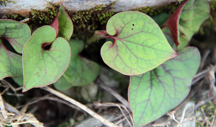 青樱红荔鱼腥草新鲜折耳根四川凉拌菜云南现挖折儿根鱼心草嫩叶芽贵州