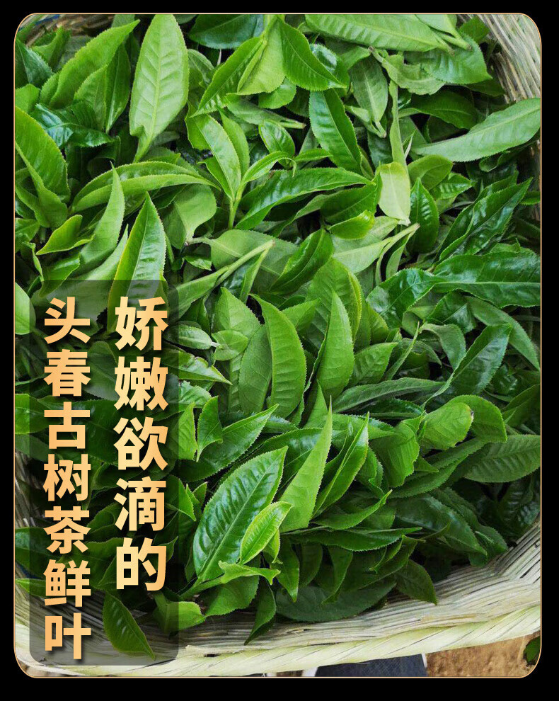 新益号 滑竹梁子普洱茶生茶散茶2022年新茶春茶云南勐海勐宋古树茶