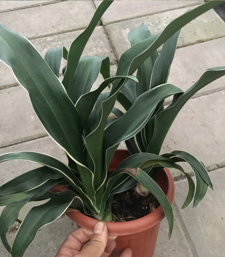 园艺 耐寒花卉绿植四季常青万年青盆栽金边银边植物 全青叶万年青 一