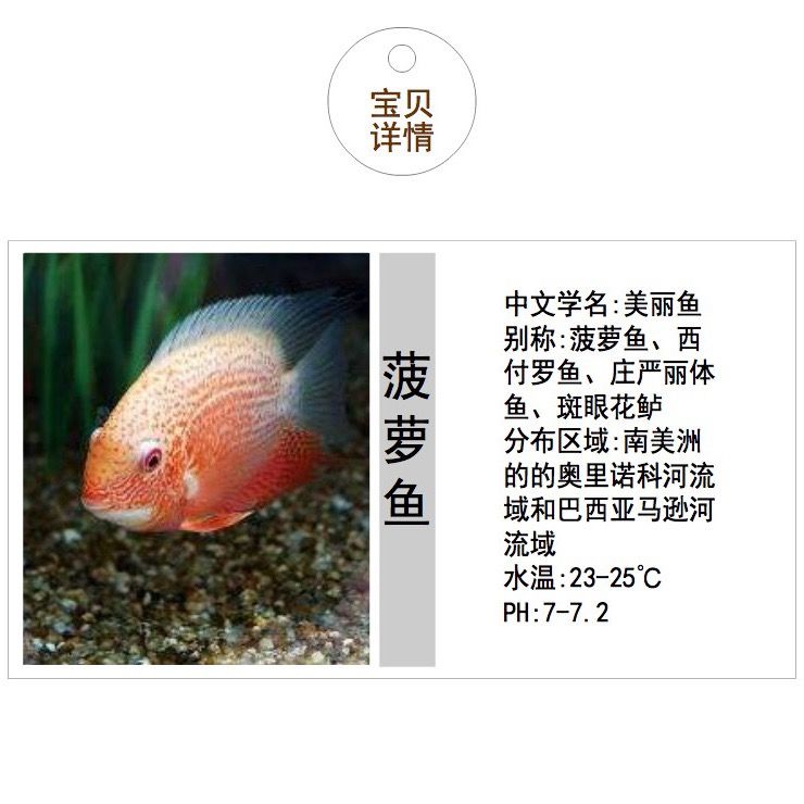 喷点菠萝鱼活体钻石菠萝鱼红肩绿热带观赏鱼宠物鱼淡水鱼龙鱼配鱼 10