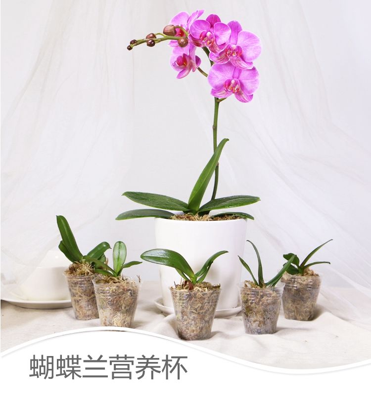 蝴蝶兰营养杯石斛兰花专用种植花盆盆栽透明盆蝴蝶兰育苗杯营养钵卫亮