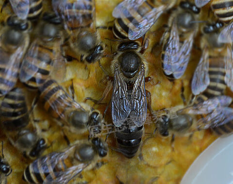 蜂王活体开产王种王中蜂蜂王蜜蜂活产卵王种中蜂王王 联系备注产卵王