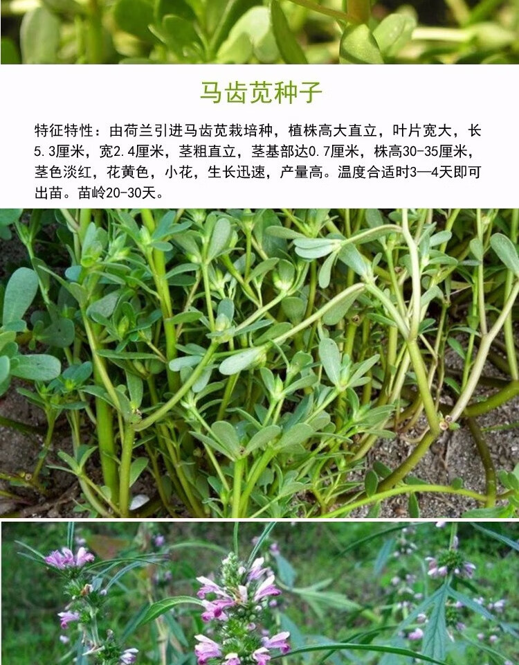 食用野菜灰灰菜芝麻蔬菜益母草馬齒莧易活蒲公英種子大葉薺菜 芝麻菜