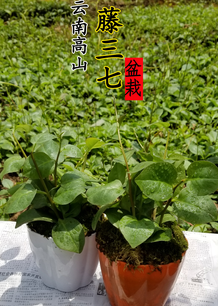 藤三七植物苗盆栽室内客厅四季常青绿萝爬藤绿植 总高20-25厘米红色