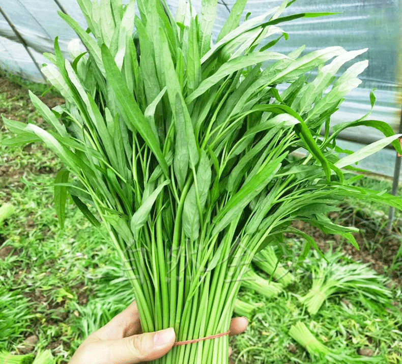 竹叶空心菜种子青梗细叶壅菜种籽多次收四季播青菜籽盆栽蔬菜种子