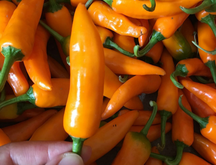 福建永安黄椒500g小米辣泡椒特产香辣黄辣椒新鲜农家自种1500g