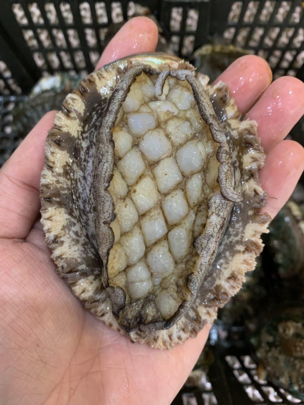 顺丰鲜活4头鲍5头鲍大鲍鱼贝类超大刺身大小鲍鱼海鲜帕雅尔克超大鲍约