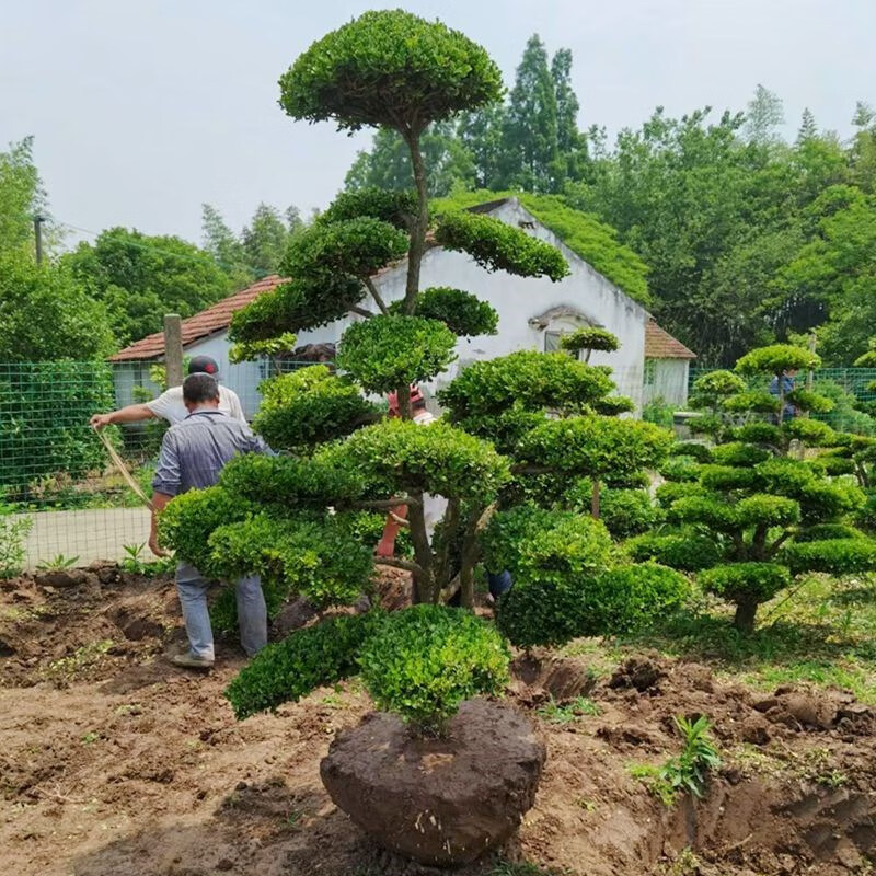 黃楊樹瓜子黃楊小葉黃楊樹苗黃楊盆景四季常青耐寒庭院