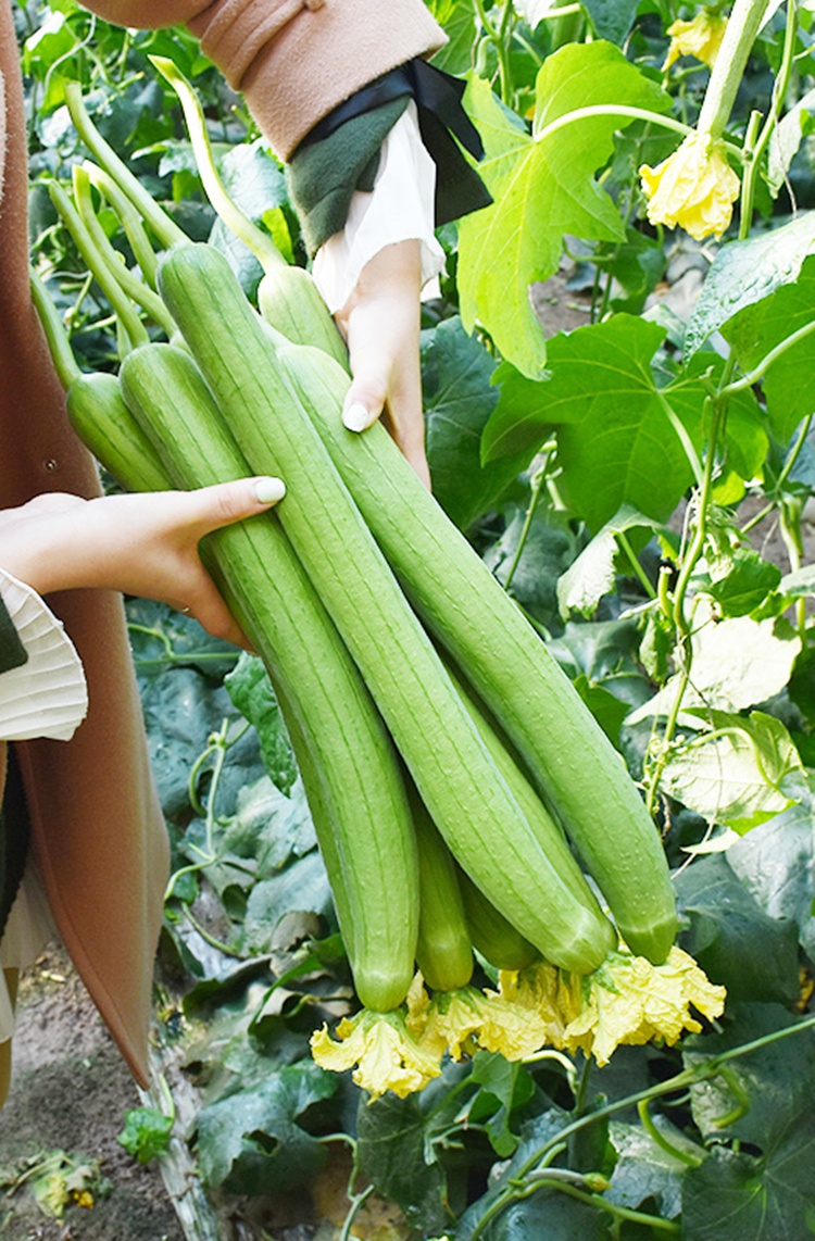 早香长丝瓜种子美玉丝瓜早熟春秋播农家阳台盆栽油皮短棒丝瓜种籽 早