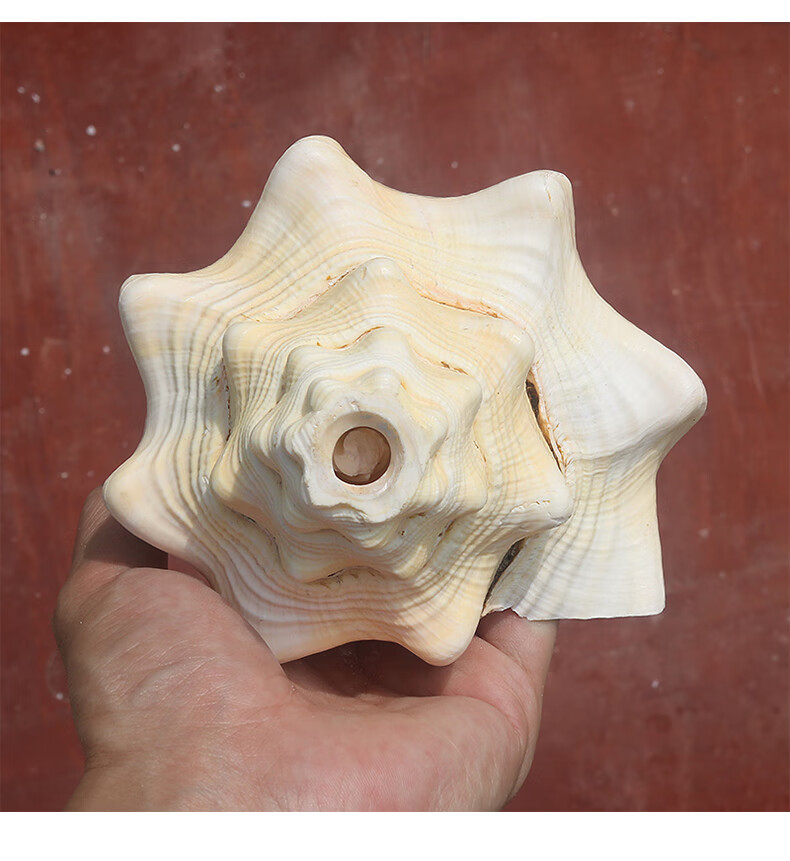 海螺号角 海螺贝壳超大蛙螺鱼缸造景摆件收藏螺号可吹响特大号角 大蛙