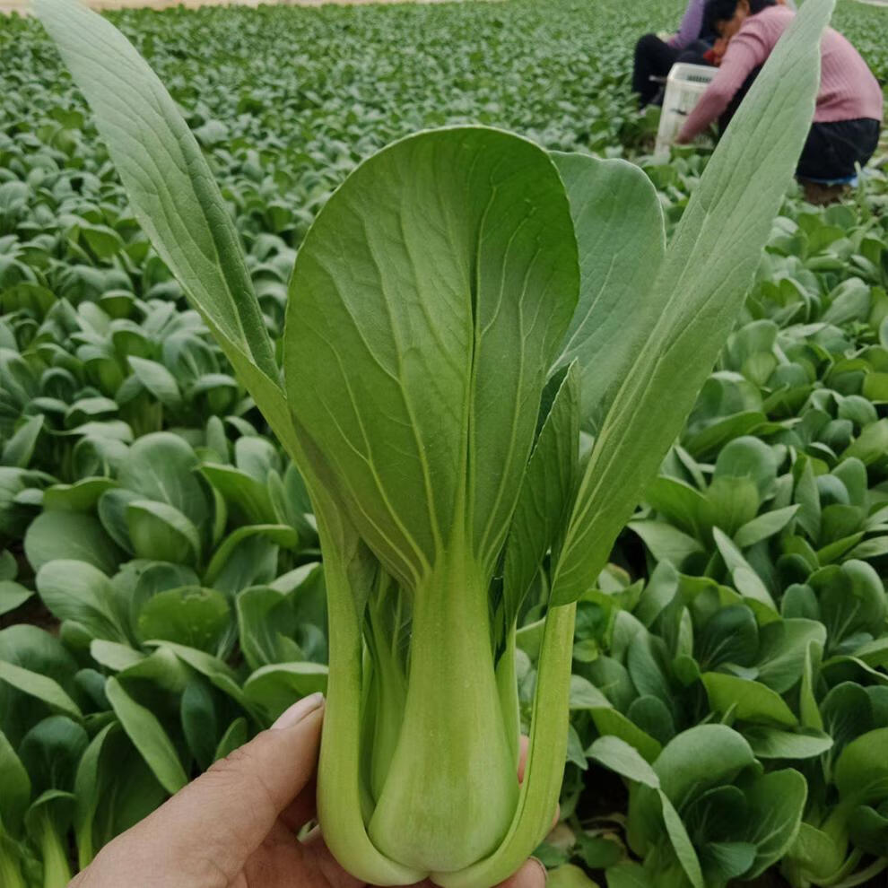 现采新鲜青菜蔬菜上海青蔬菜小油菜上海青35斤4斤装