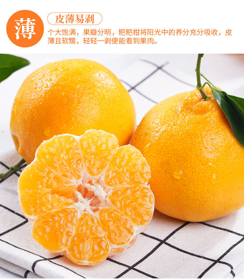 春见柑橘的生长条件和特点(春见柑橘成熟时间)