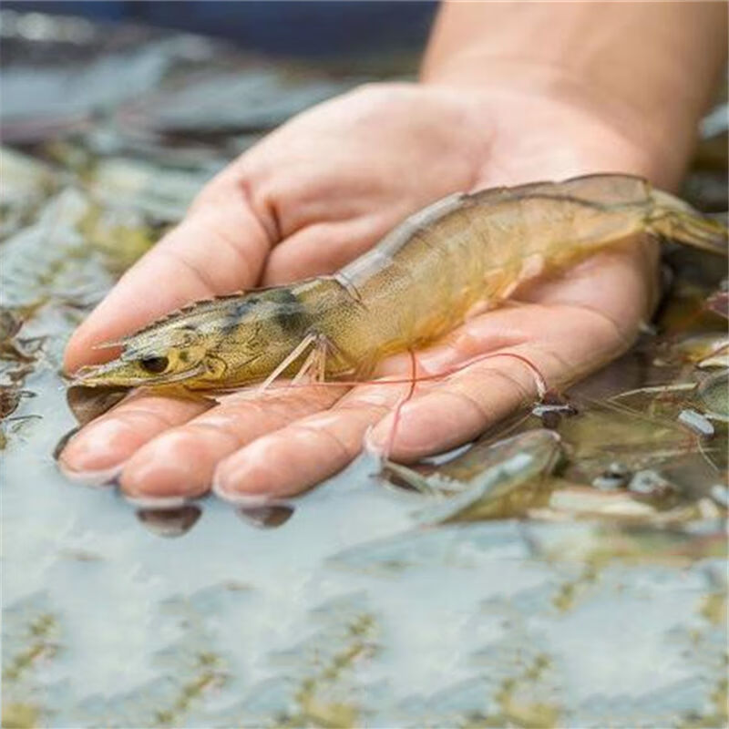 一代南美白对虾苗 渔场值供小虾苗 快大虾苗淡水鱼塘鱼池养殖 1000只