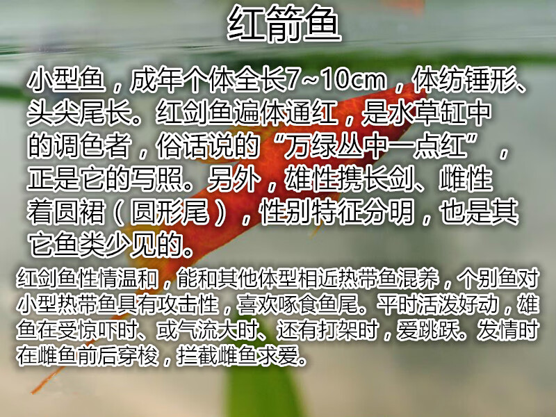 热带观赏鱼苗红剑鱼发财鱼鱼胎生鱼红箭鱼花鳉科剑尾鱼 红剑种鱼公1条