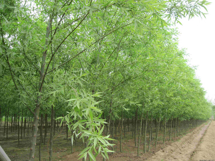 柳树苗 黄金柳 竹柳 垂柳小苗 速生柳 绿化柳树 现挖现卖绿化苗 竹柳