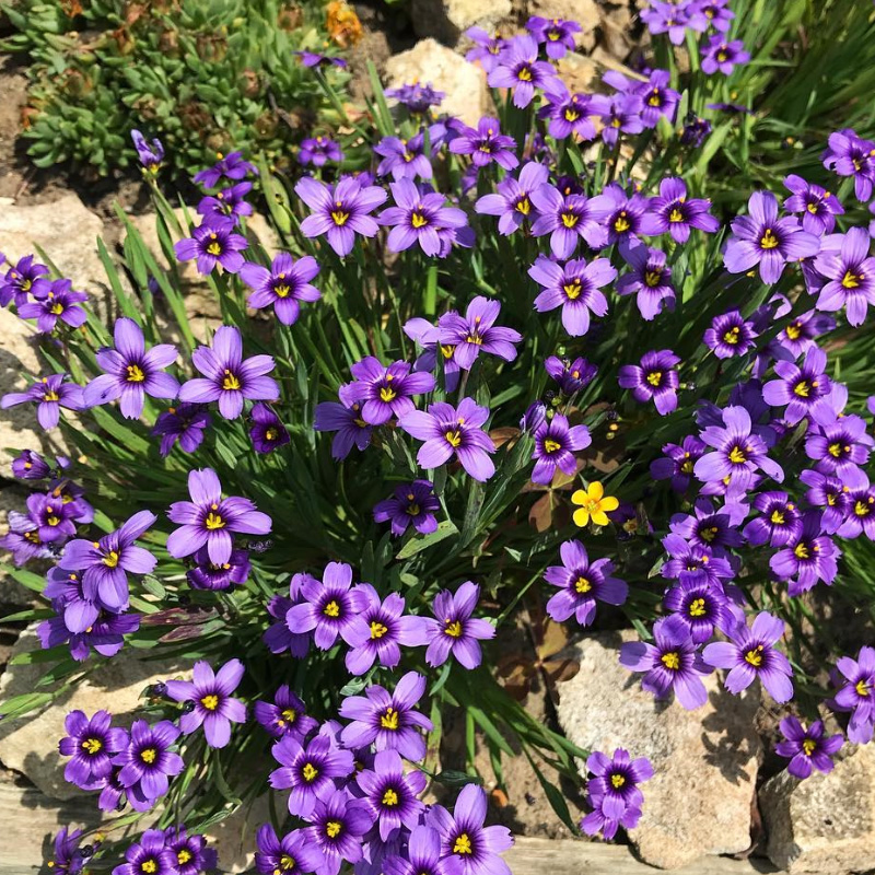 庭菖蒲岩点迷你型鸢尾岩石花园耐旱阳台易种盆栽花境植物多年生庭菖蒲