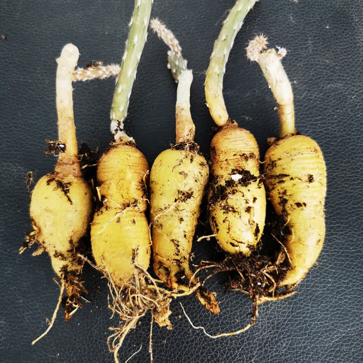 黑龙 团扇块根 大黄花 稀有品种 团扇仙人掌 多肉盆栽 82# 裸根不带土