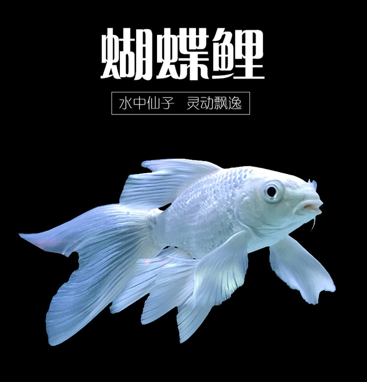 榮鬱球形蝴蝶鯉魚球體短身魚苗白金龍鳳錦鯉活體觀賞魚金魚貴妃魚龍頭