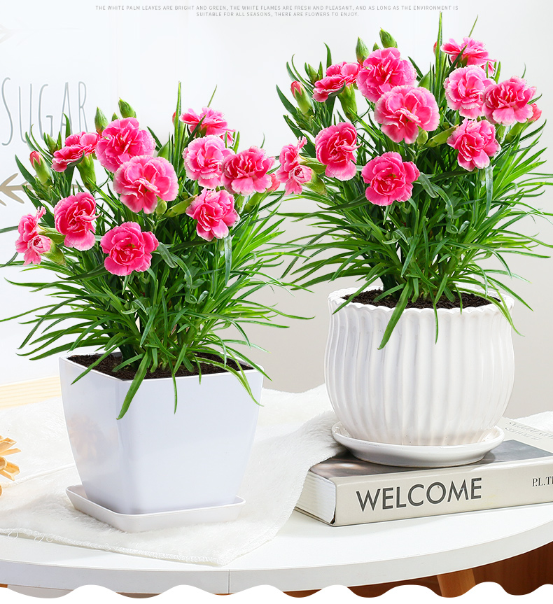 白色花瓣盆-粉色康乃馨 带盆栽好【图片 价格 品牌 报价】-京东