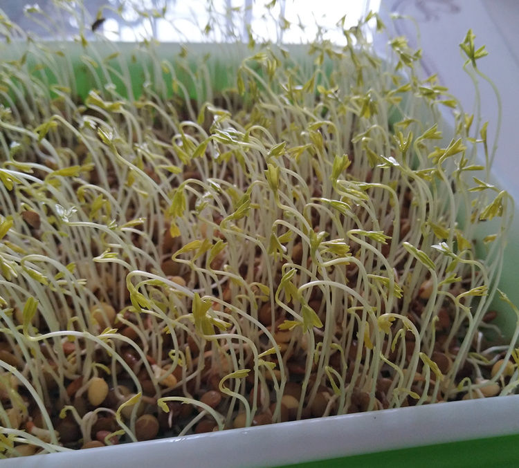 小扁豆甘肃特产农家高原扁豆子山地小扁豆兵豆五谷杂粮红小扁豆5斤