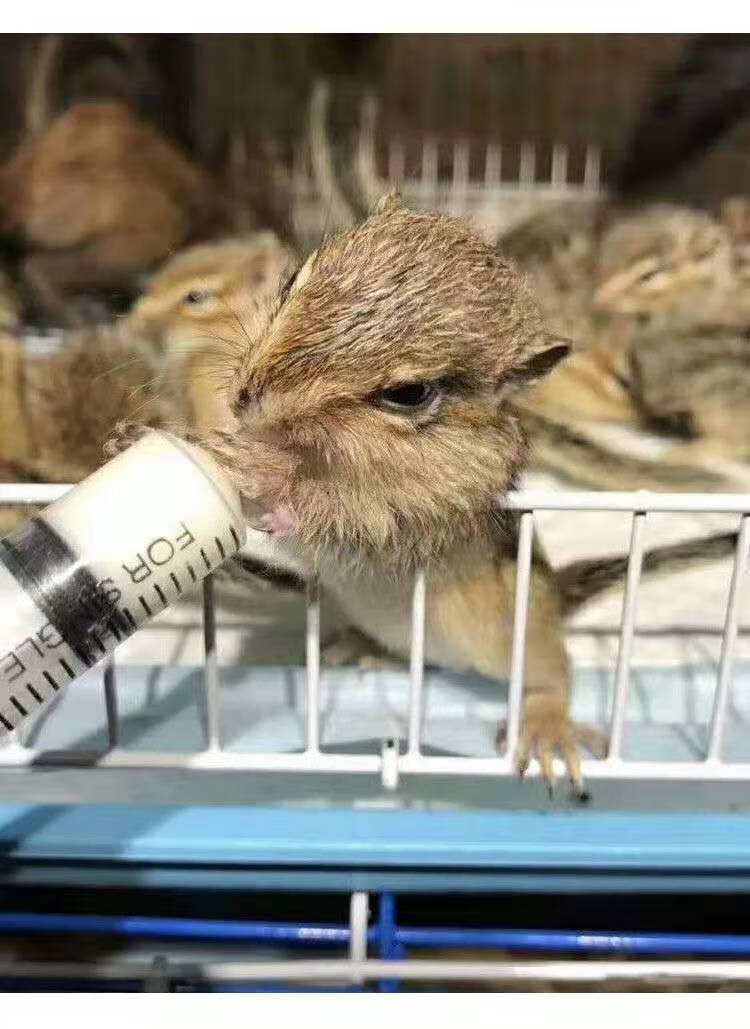 金花松鼠活体幼崽儿童松鼠宠物活物魔王松鼠送粮食朴彩(pucai) 金花