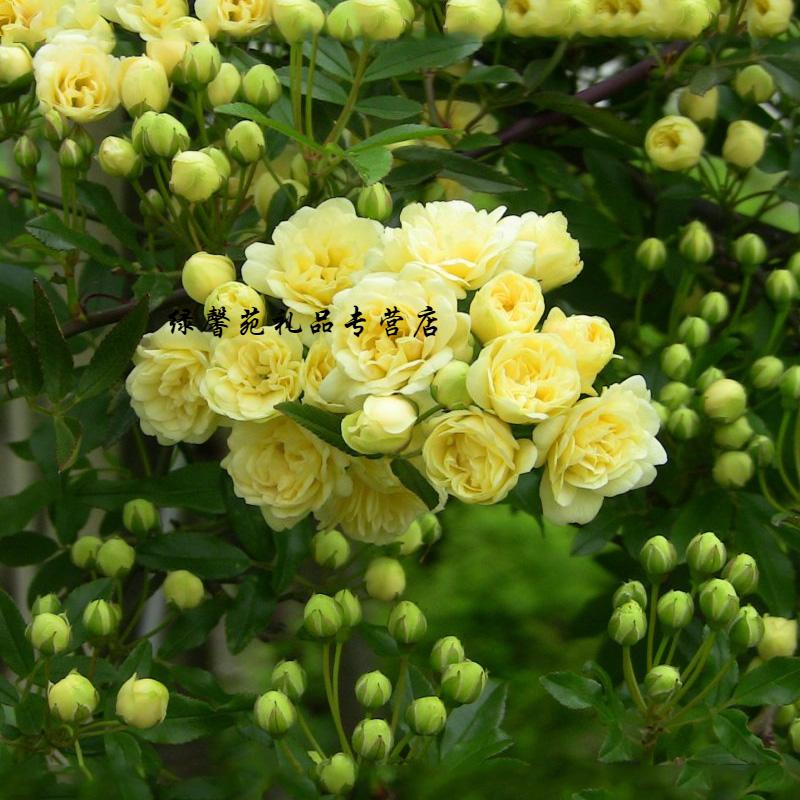 木香花种子四季种易活花卉种籽观花植物室内外盆栽庭院种花种 羽叶